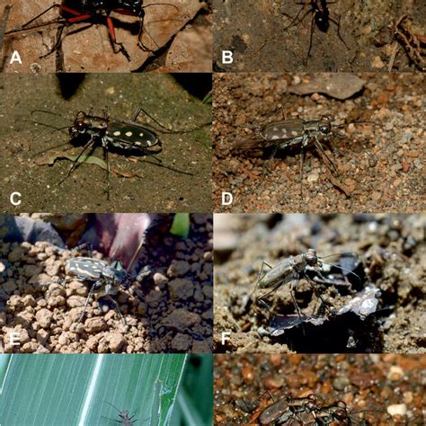 types of beetles in the philippines|Checklist of tiger beetles of Northern Mindanao .